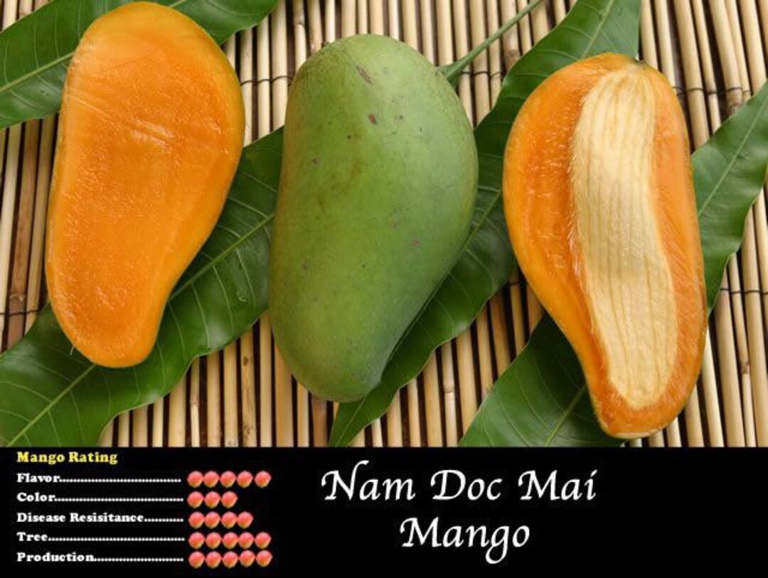 3ft up Nam Doc Mai Mango Shipping With Pot Etsy