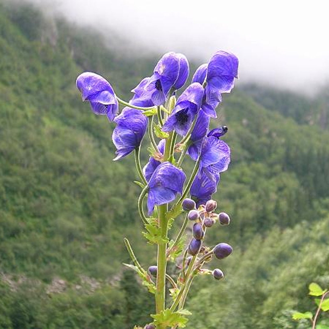 Aconitum Heterophyllum Seeds Ranunculaceae Aconite Indian - Etsy