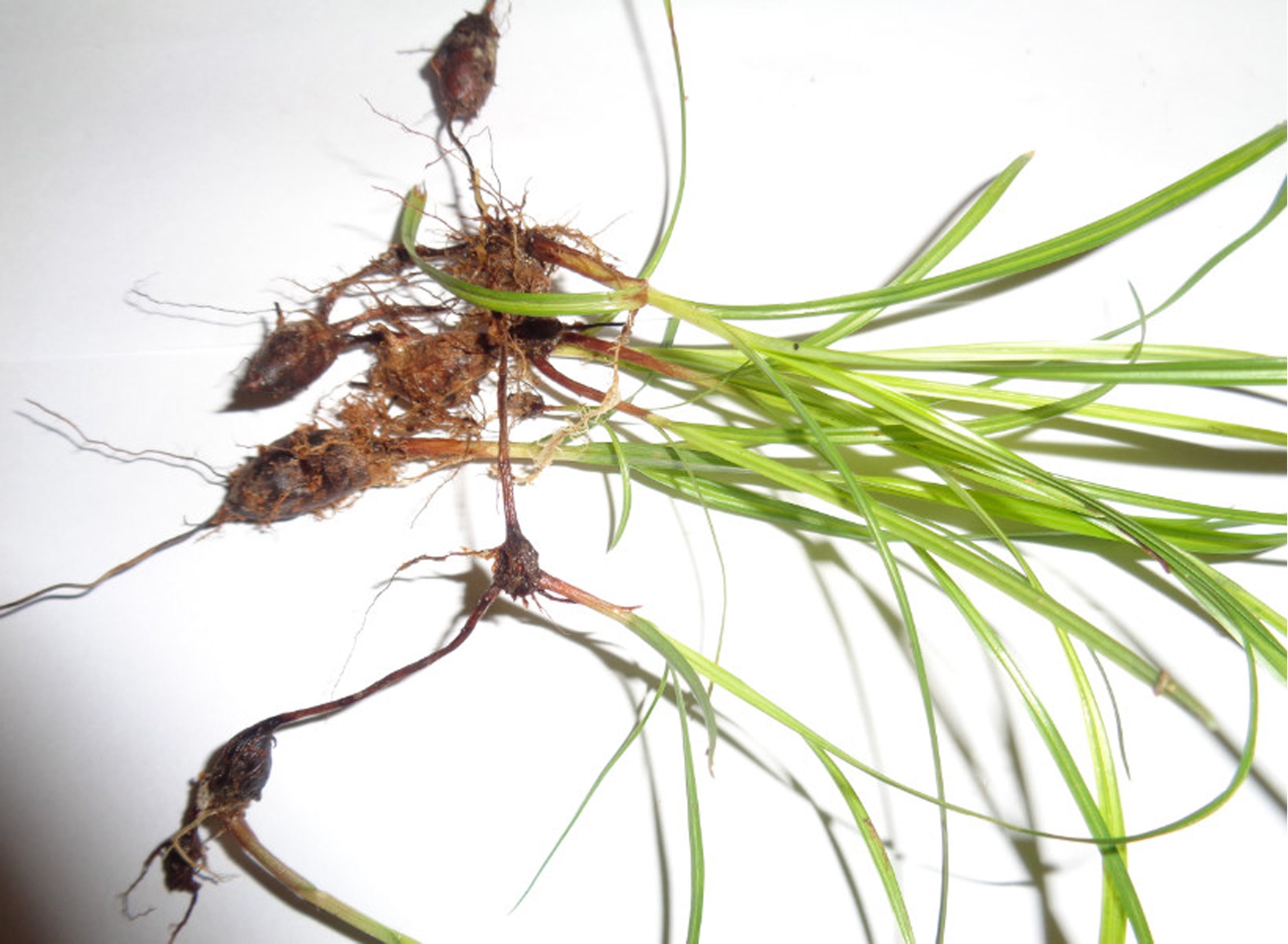 Nut Grass Cyperus Rotundus Dehrydrated Dried Tubers CYPERACEAE Nutsedge