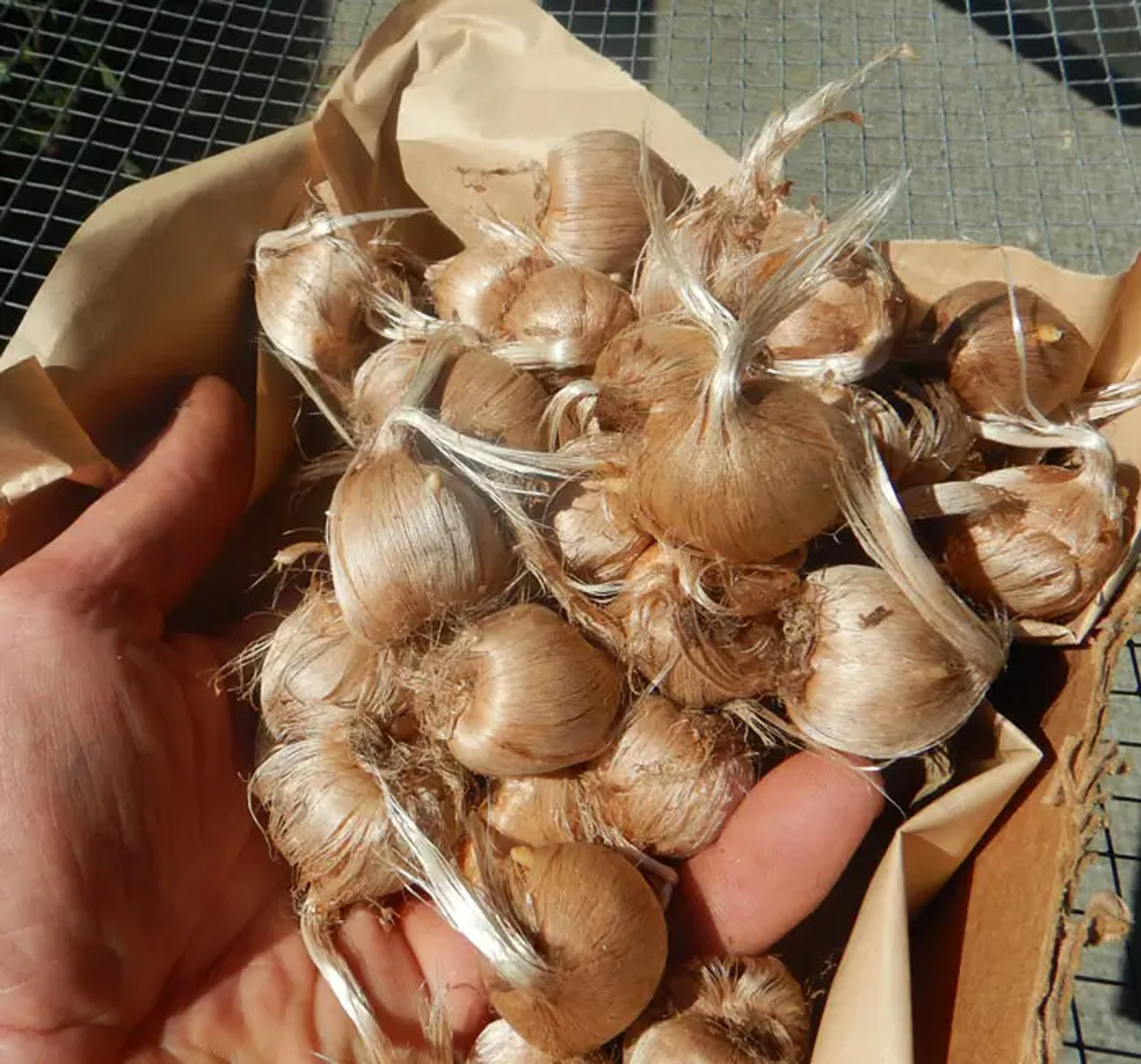 Crocus Sativus Bulbs Seeds Saffron Bulbs Saffron Crocus Bulbs Saffron