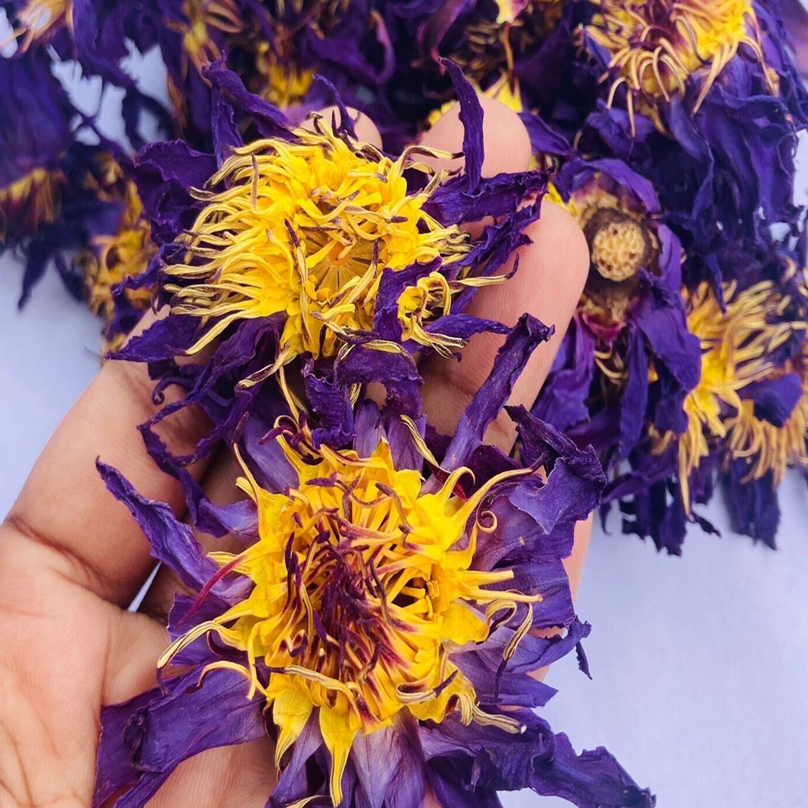 Egyptian Blue Lotus C/S Flowers (Nymphaea caerulea) - Pesticide Free -  Fresh Harvest - Pharaoh's Fantasy™ Grade - Free Shipping in USA