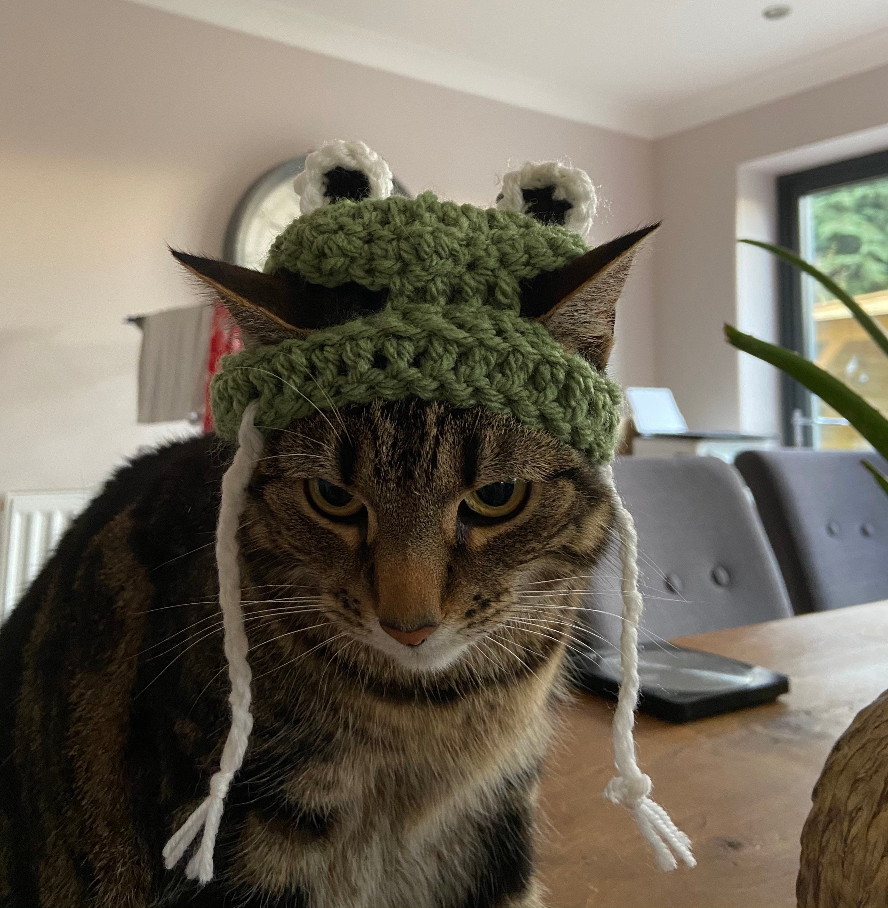 Cute frog hat for cats | Etsy