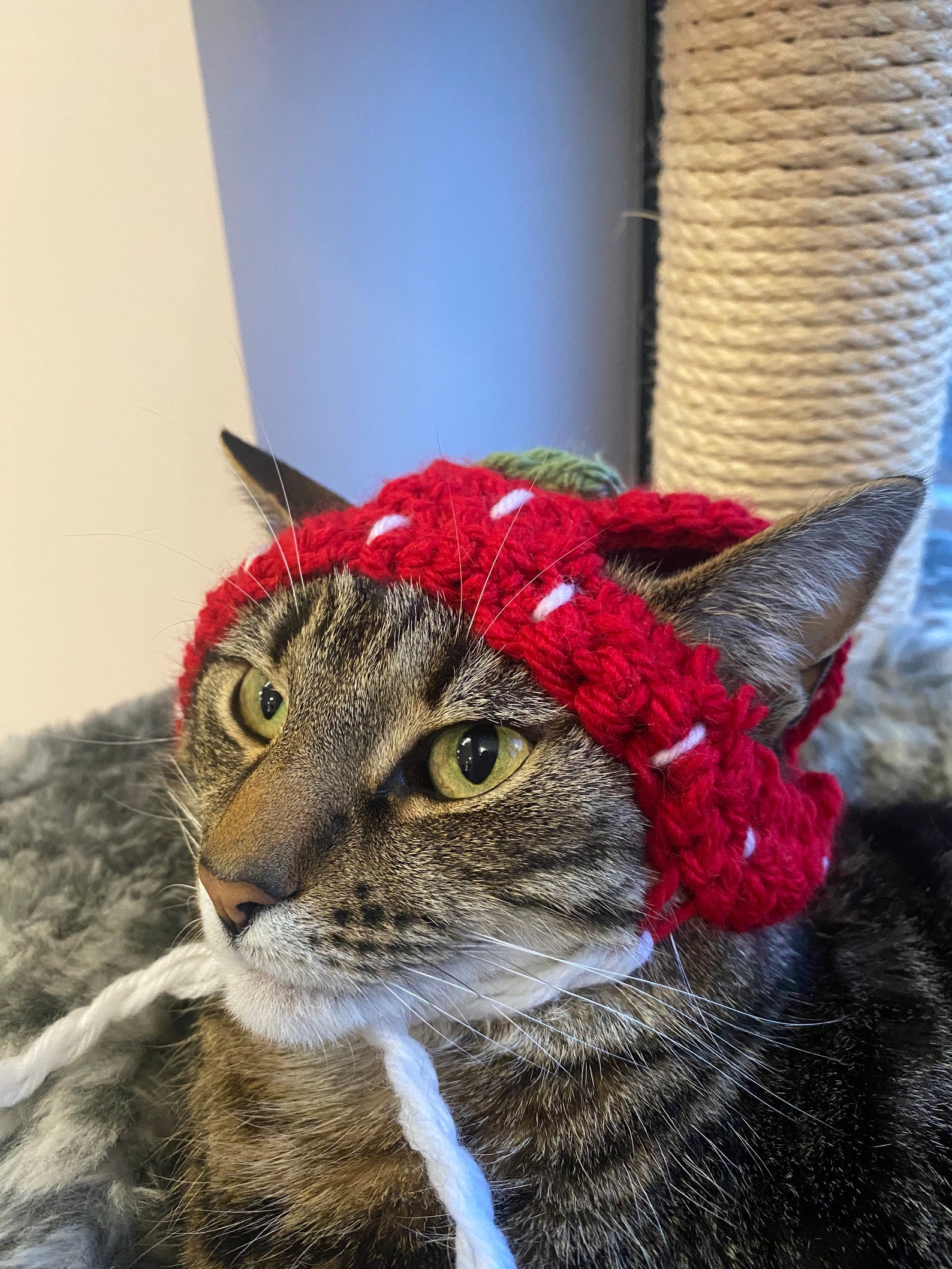 Cute strawberry cat hat Etsy
