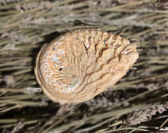 8.5cm Yellow Abalone Shell | Smudging | Gift Idea | Sage Burning | Beautiful|