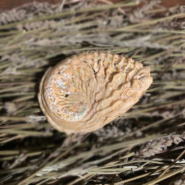 8.5cm Yellow Abalone Shell | Smudging | Gift Idea | Sage Burning | Beautiful|