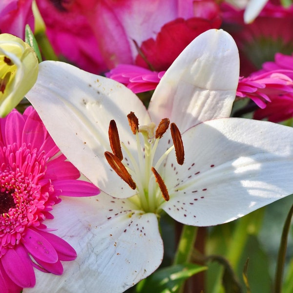 White Lily & Jasmine ~ Soft Spring Florals of White Lily, Rose and Jasmine blended with Amber and Musk.