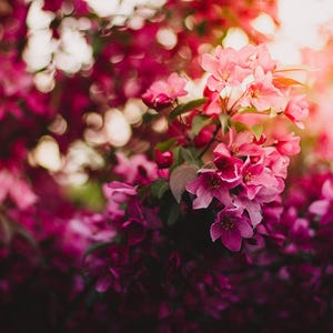 May include: A close-up of a pink flowering tree with a blurred background. The flowers are in full bloom and the sun is shining through the branches.