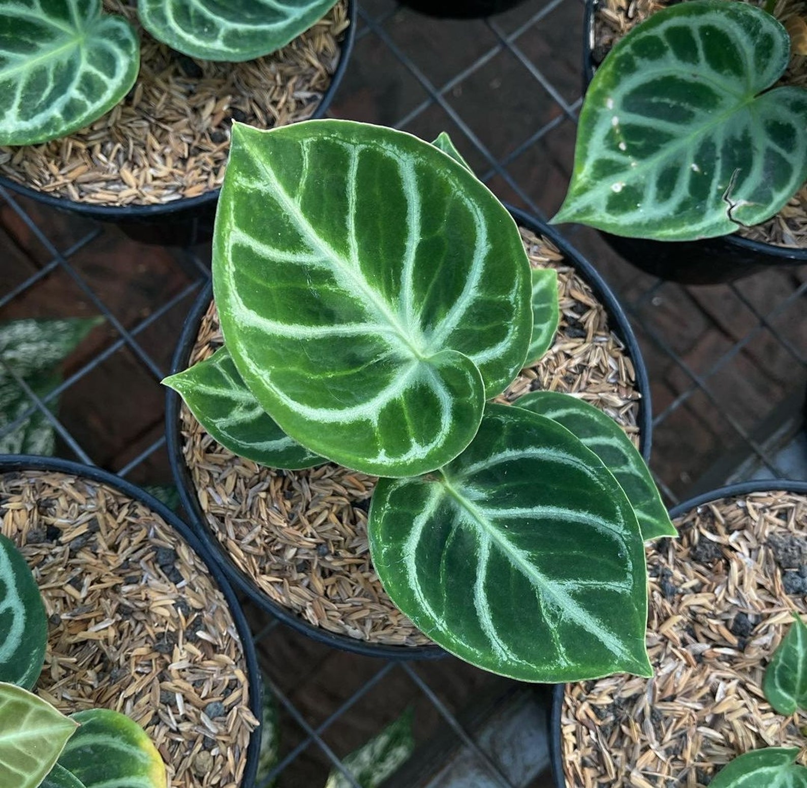 Anthurium Dorayaki Silver Blush Free Phitosanitary | Etsy