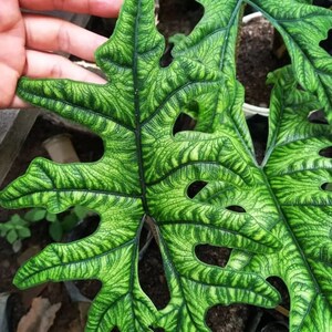 Alocasia Regina Tubers Plant Free Phytosanitary Certificate ship By DHL Express Alocasia Regina Tubers Plant Free Phytosanitary Certificate ship By DHL Express