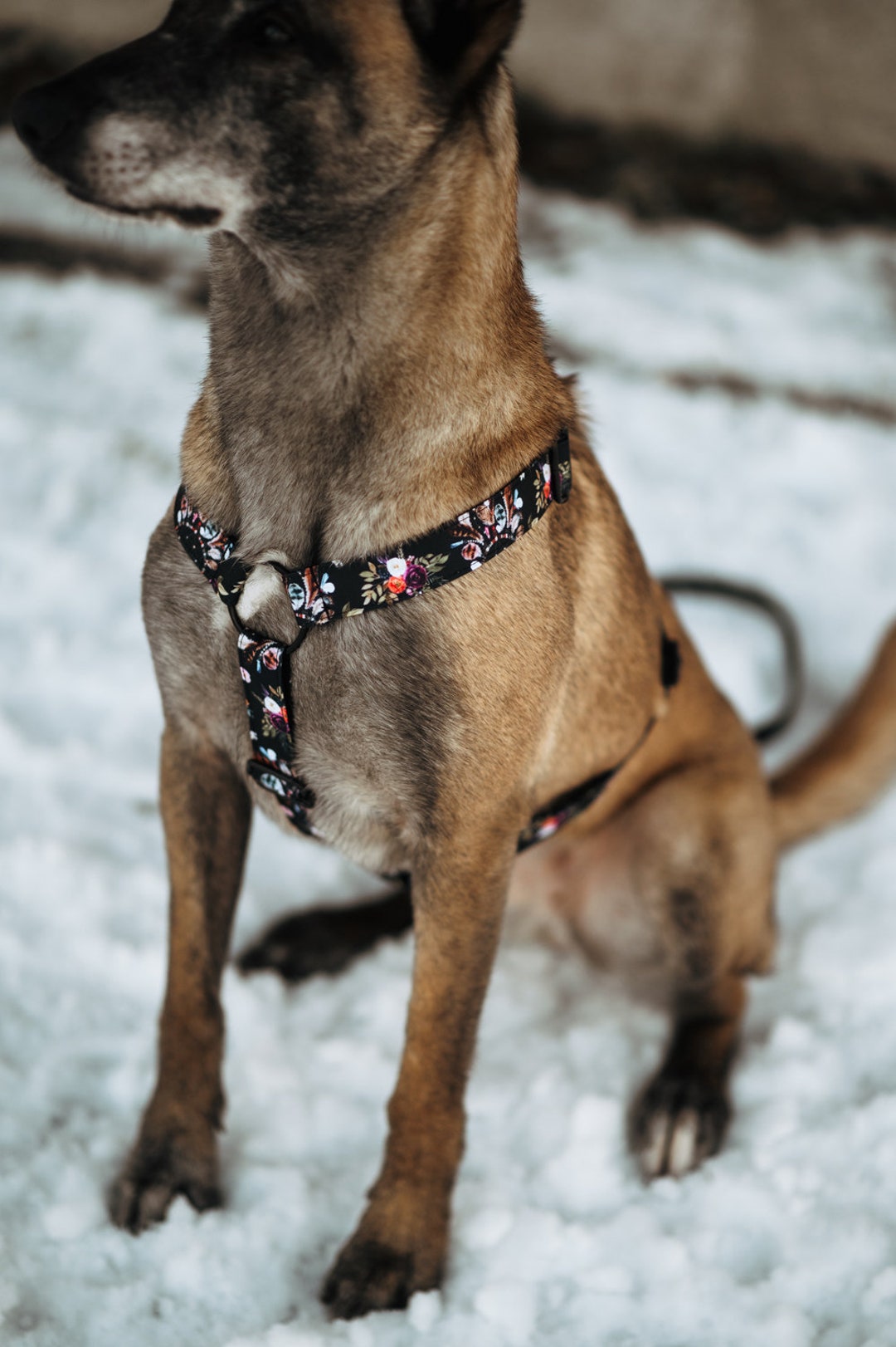 Dog Harness Girl, High Quality Black Dream Catcher Puppy Harness