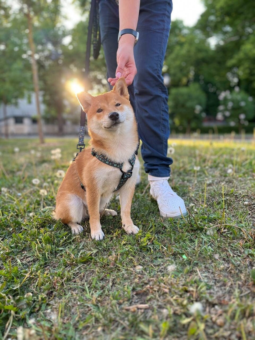 Custom Dog Harness, High Quality Green/pastel Beige Abstract Dog