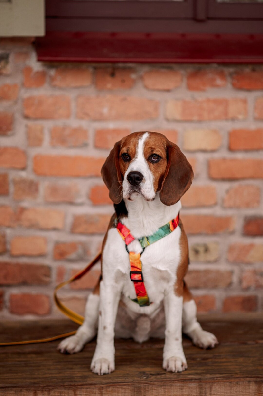 Custom Dog Harness, High Quality Green/pastel Beige Abstract Dog