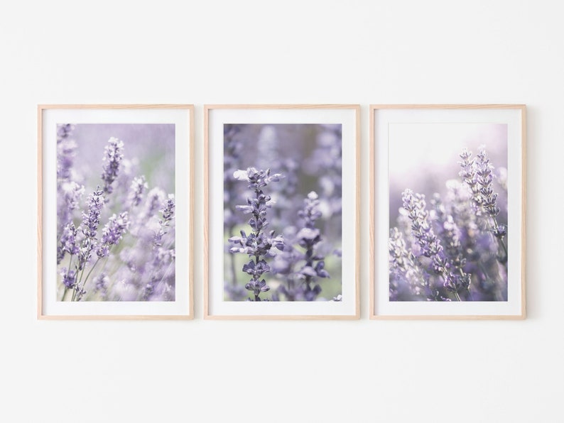 Puede incluir: Tres impresiones enmarcadas de flores de lavanda en tonos de morado y blanco. Las impresiones est&aacute;n dispuestas en una fila, con la impresi&oacute;n del medio ligeramente m&aacute;s grande que las otras dos.