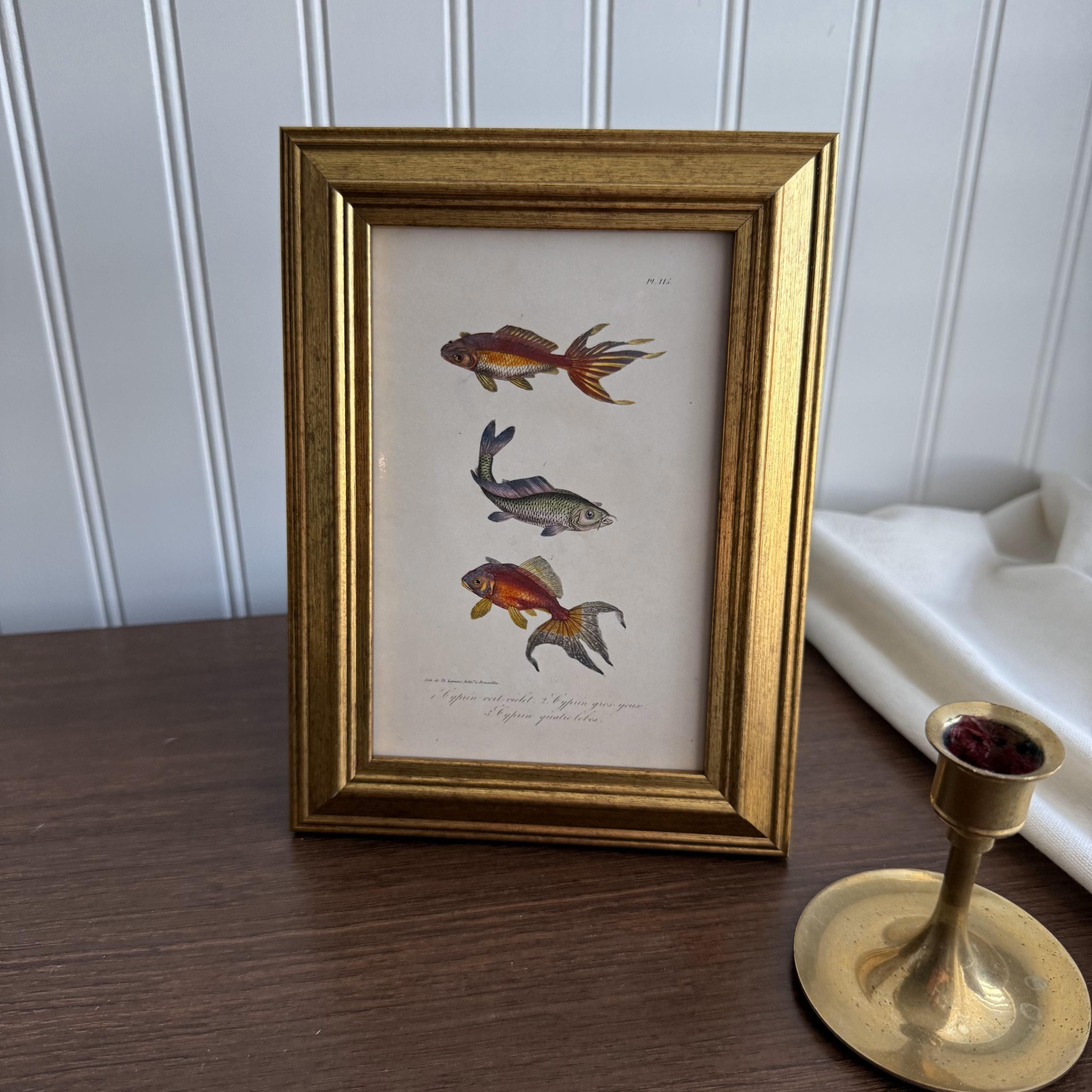Vintage Style Fish Print: Gold Frame Gallery Wall Decor (4x6) - Etsy