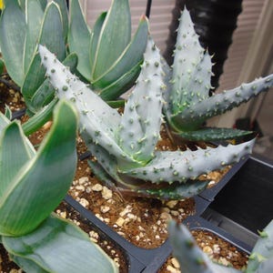 Reitz's Aloe (aloe Reitzii) - Etsy