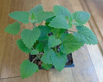 4-Pack of Catnip Plants (Nepeta cataria)