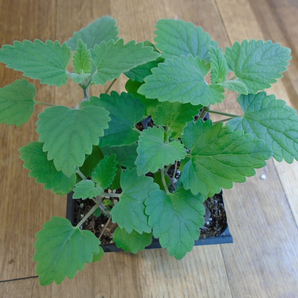 4-Pack of Catnip Plants (Nepeta cataria)