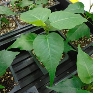 Bodhi Tree (Ficus religiosa)