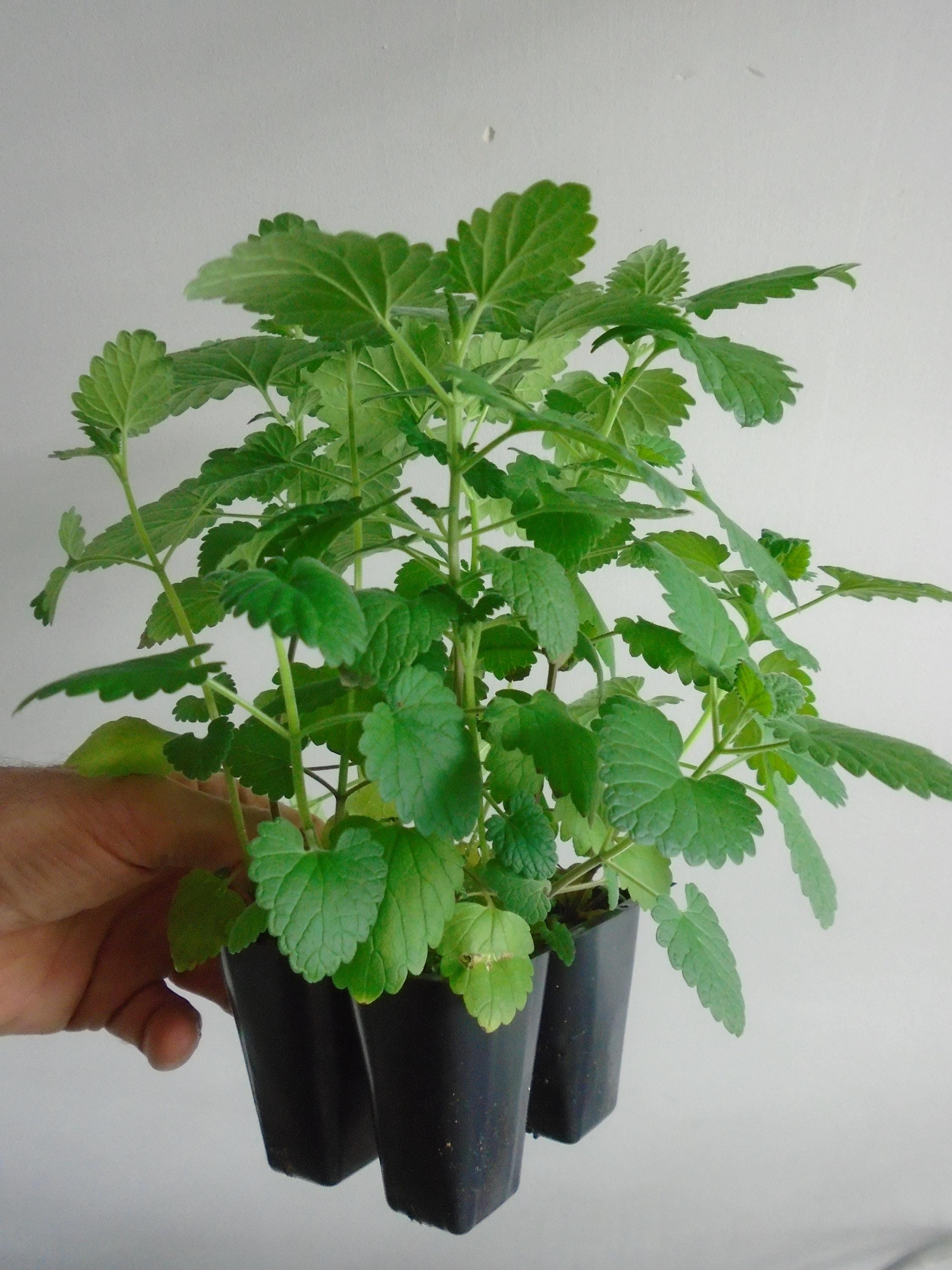 fiddle leaf fig trees for sale Buy Fiddle Leaf Fig Tree Online main image 1