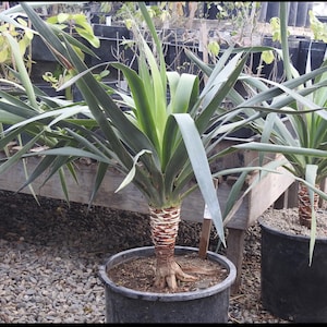 dracena cura Dracaena Marginata Cane