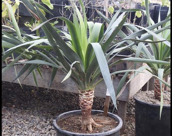 Dracaena draco 'Dragon Tree'
