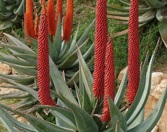 Aloe ferox (Cape Aloe)