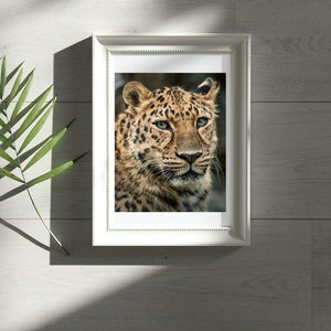Amur Leopard Photo Print