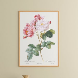 Vintage Rose Print Botanical Poster, Flower Art, Botanical Wall Art, Kitchen Decor, Rosa damascena,Pierre-Joseph Redoute Art image 2