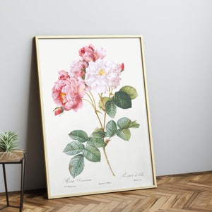 Vintage Rose Print Botanical Poster, Flower Art, Botanical Wall Art, Kitchen Decor, Rosa damascena,Pierre-Joseph Redoute Art image 1