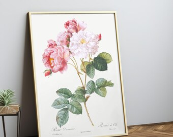 Vintage Rose Print | Botanical Poster, Flower Art, Botanical Wall Art, Kitchen Decor, Rosa damascena,Pierre-Joseph Redoute Art