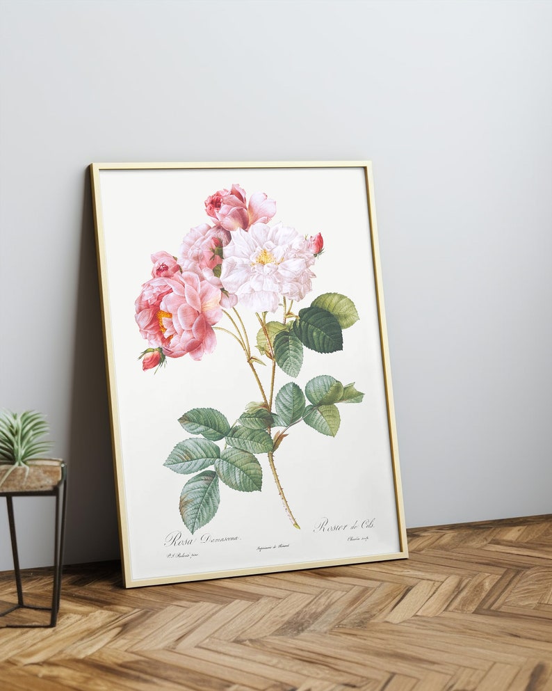 Vintage Rose Print Botanical Poster, Flower Art, Botanical Wall Art, Kitchen Decor, Rosa damascena,Pierre-Joseph Redoute Art image 1