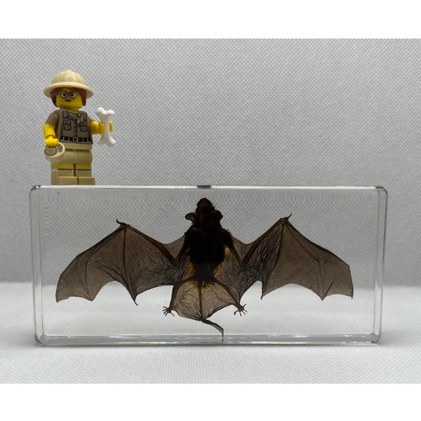 UK Seller - Taxidermy Bat - Pipistrellus Abramus (Japanese House Bat) -  Minifigure Sold Separately