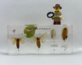 UK Seller - Life Cycle of a Silkworm - Biological Development - Specimen Display - Taxidermy