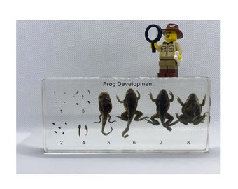 UK Seller - Life Cycle of a Frog - Hoplobatrachus Rugulosus (Asian Bullfrog) - Biological Development - Minifigure Sold Separately