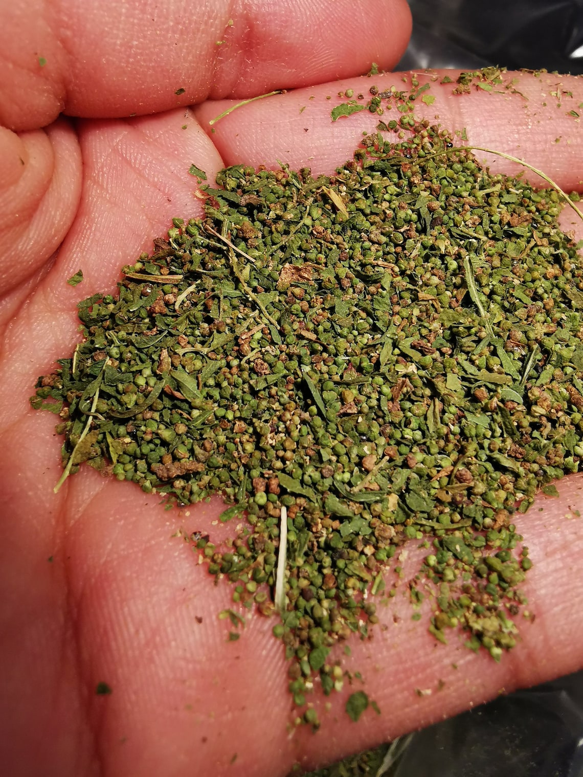 Organic Epazote Seeds Chenopodium Ambrosoides 1 GRAMOVER Etsy