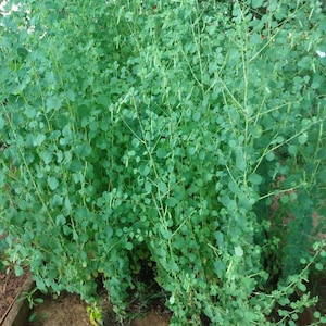 Papalo herb seed Porophyllum ruderale ssp. macrocephalum 500+fresh Premium Seeds