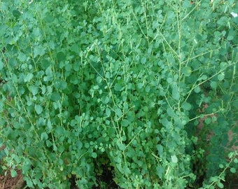 Papalo herb seed Porophyllum ruderale ssp. macrocephalum 500+fresh Premium Seeds