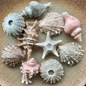 SEASHELL SEIFE SET- 10 Stück