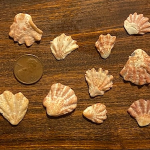 21 Select Red Kitten&#39;s Paw Shells
