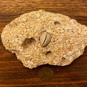 Medium-Sized Excellent Gold Shell Rock
