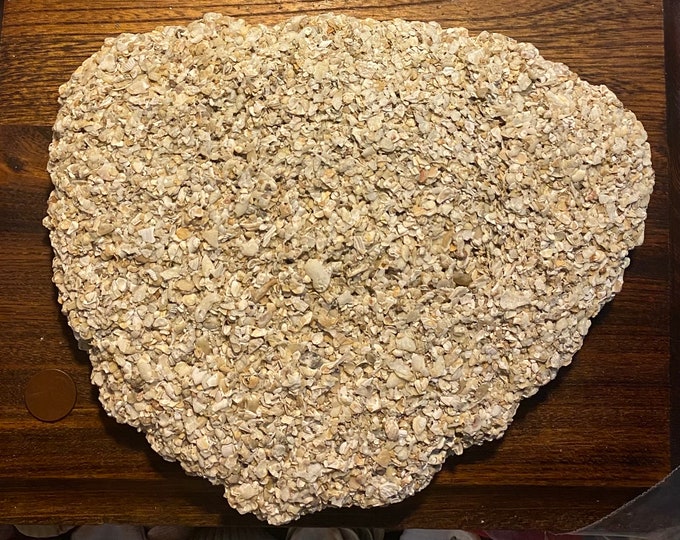Large Square Flat Shell Large Flat Shell Rock - Etsy