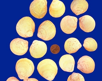 May include: A collection of 18 seashells, all of which are a pale yellow color. The shells are arranged in a loose, asymmetrical pattern on a blue background.