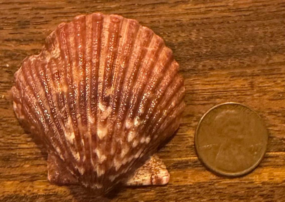 Rust Scallop Shell Large Thistle Scallop Shell - Etsy
