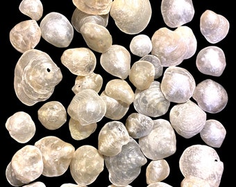 49 Silver Jingle Shells