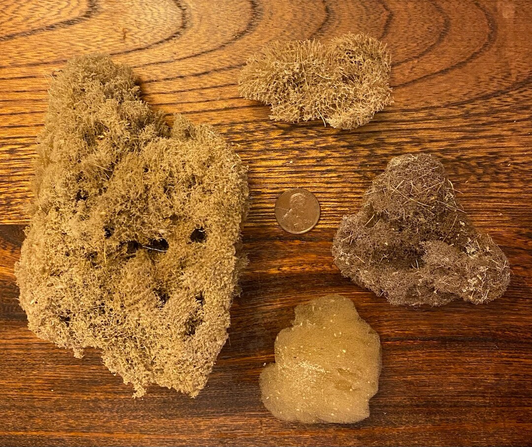 Four Decorative Ocean Sponges Etsy