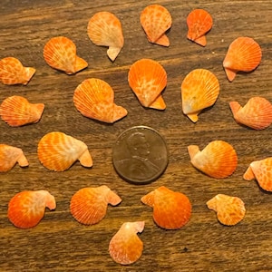 19 Orange Micro S. Scallop Shells