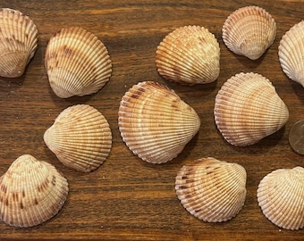 May include: A collection of 14 brown and white seashells with a ribbed texture. The shells are arranged in a circle on a wooden surface.