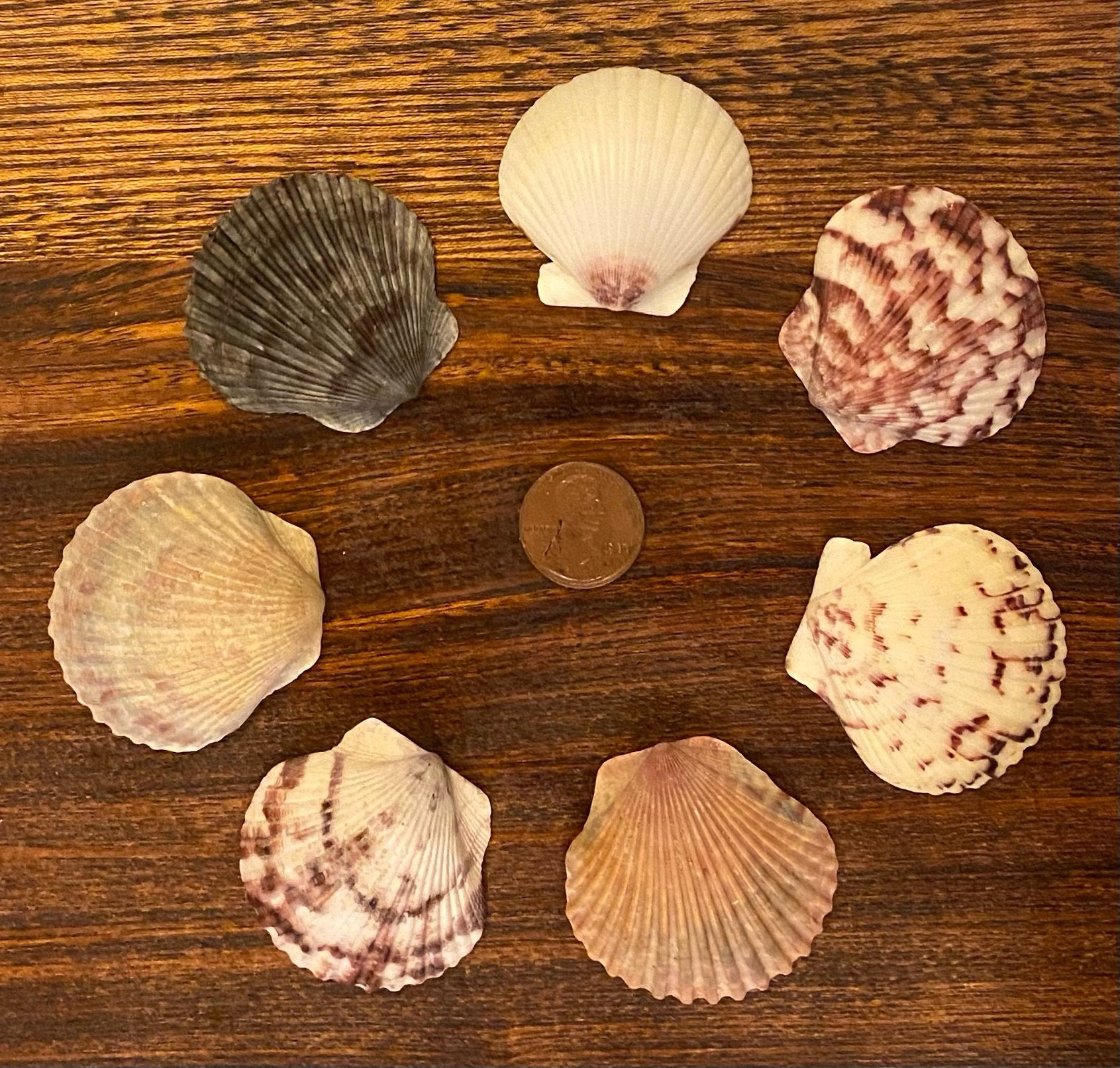 Seven Select Mediumlarge Scallop Shells Etsy