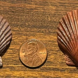 Peut inclure: Deux coquilles Saint-Jacques brunes avec un penny au milieu pour comparaison de taille.