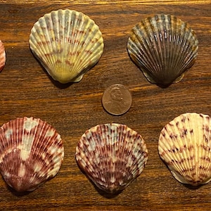 Nine Select Large Scallop Shells